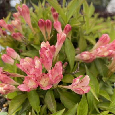 Weigela Peach Kisses™ PP29149