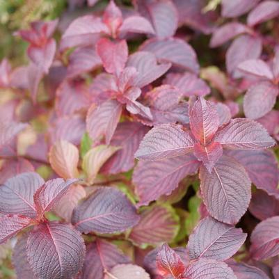 Weigela florida Midnight Sun®