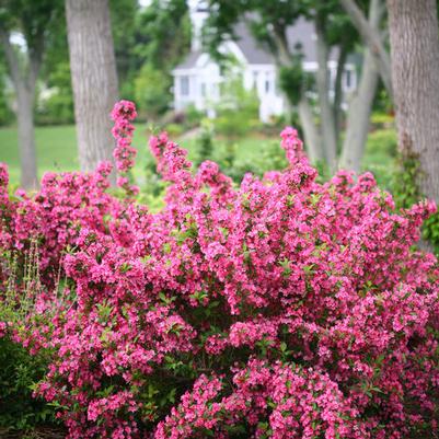 Weigela florida Sonic Bloom® Pink PP24572