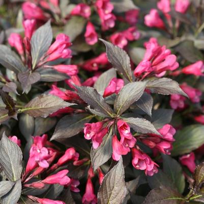 Weigela florida Spilled Wine® PP23781