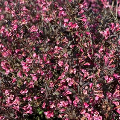 Weigela florida Very Fine Wine®