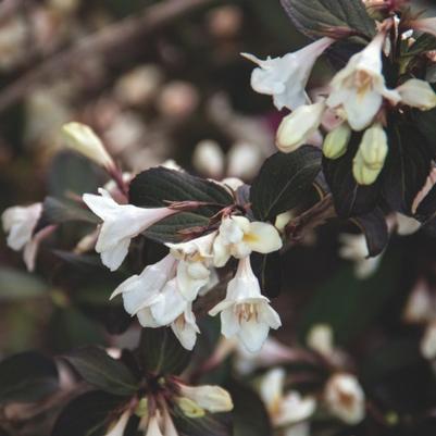 Weigela Tuxedo™ PP26842