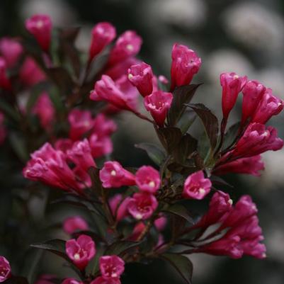Weigela florida Wine & Roses® PP10772