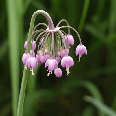 Allium cernuum 