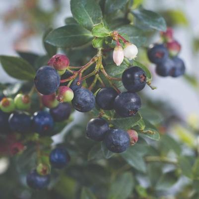 Vaccinium Blueberry Buckle® PP22521