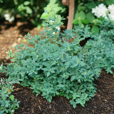 Vaccinium Splendid!® Blue PPAF