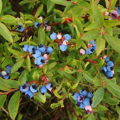 Vaccinium angustifolium 