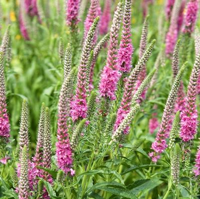 Veronica longifolia Red Fox
