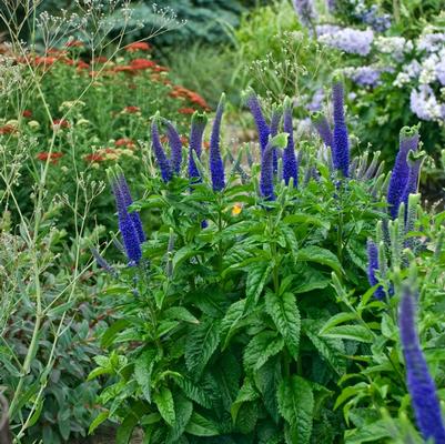 Veronica longifolia Sunny Border Blue