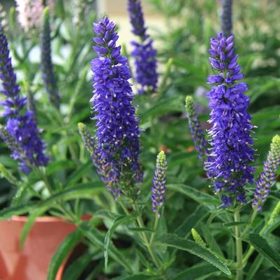 Veronica spicata Moody Blues® Dark Blue