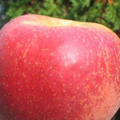 Apple Semi-Dwarf Cox Orange Pippin