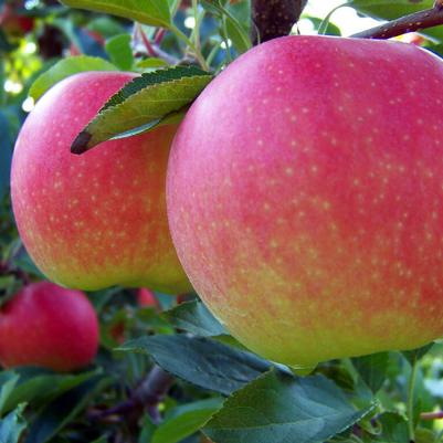 Apple Semi-Dwarf Fuji