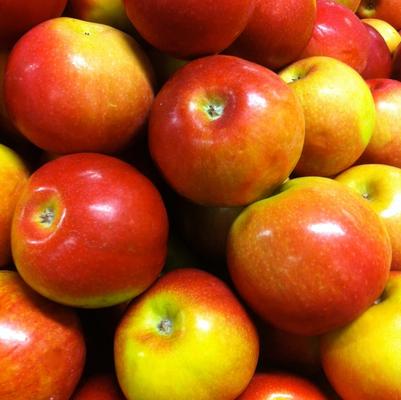 Apple Semi-Dwarf McIntosh