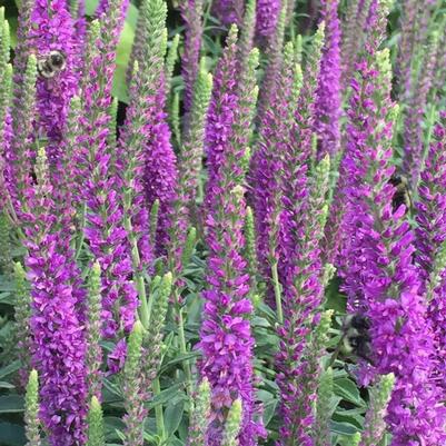 Veronica spicata Moody Blues® Mauve
