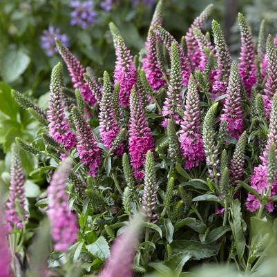 Veronica spicata Pink Candles PP29780