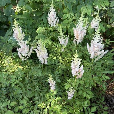 Astilbe chinensis Milk and Honey