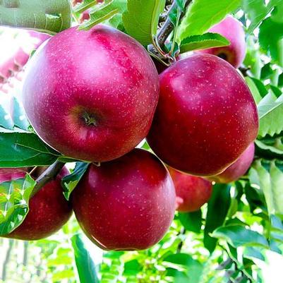 Apple Semi-Dwarf Red Jonathan