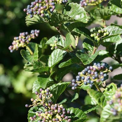 Viburnum dentatum Glitters & Glows®