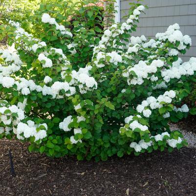 Viburnum plicatum Opening Day™ PP28958