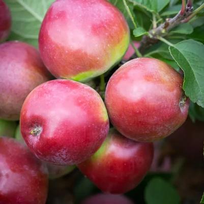 Apple Semi-Dwarf Spartan