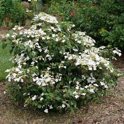 Viburnum plicatum Steady Eddy® PP33899