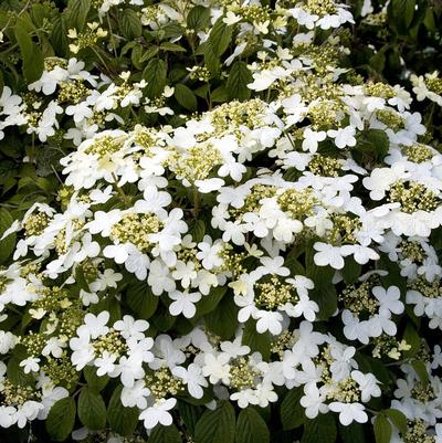 Viburnum plicatum Summer Snowflake