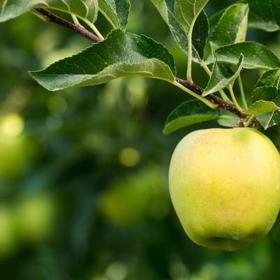 Apple Semi-Dwarf Yellow Delicious