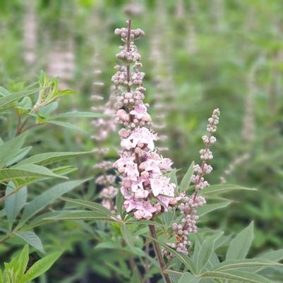 Vitex agnus-castus Galactic Pink®