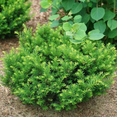 Taxus media Stonehenge Dark Druid® PP32419