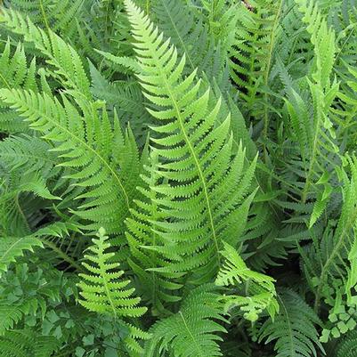 Thelypteris decursive-pinnata 