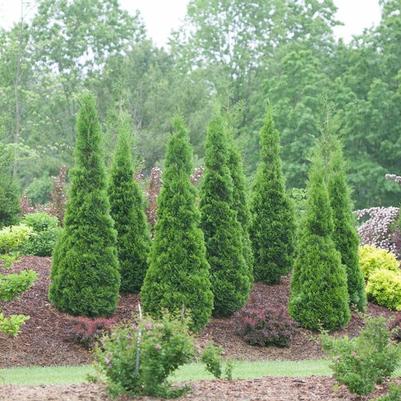 Thuja occidentalis North Pole® PP22174