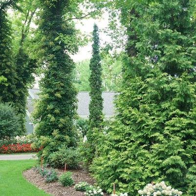 Thuja occidentalis Sting® PP34292