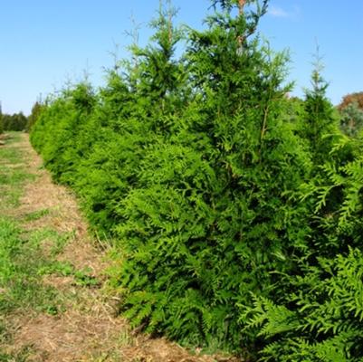 Thuja plicata Green Giant