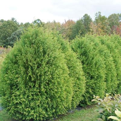 Thuja occidentalis Cheer Drops® PP33286