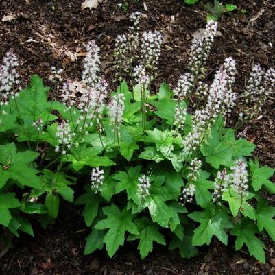Tiarella Oakleaf