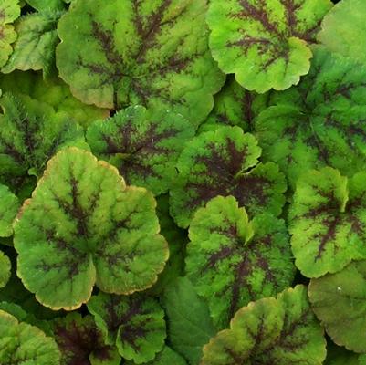 Tiarella cordifolia Running Tapestry