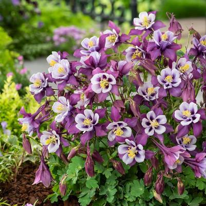 Aquilegia Earlybird™ Purple White