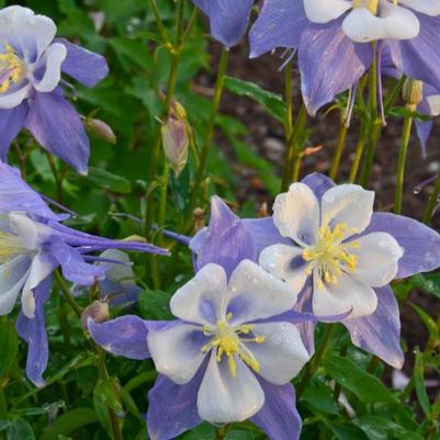 Aquilegia Songbird Bluebird