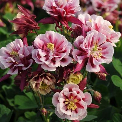 Aquilegia vulgaris Double Winky Red and White