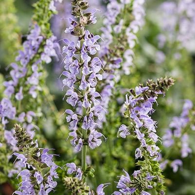 Salvia Color Spires® Crystal Blue