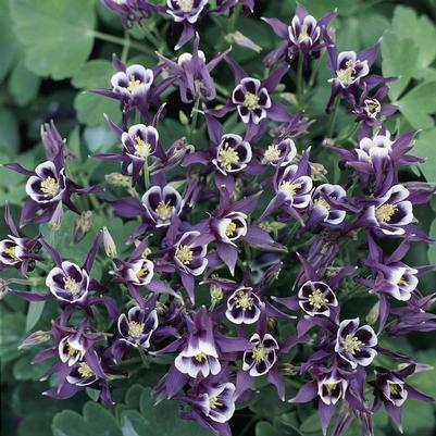 Aquilegia vulgaris Winky Purple and White