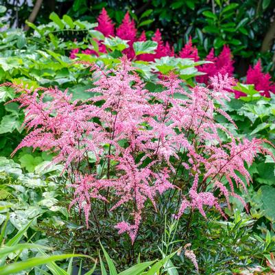 Astilbe simplicifolia Pretty in Pink