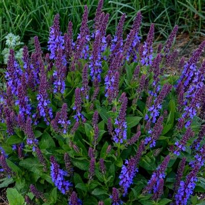 Salvia Color Spires® Violet Profusion