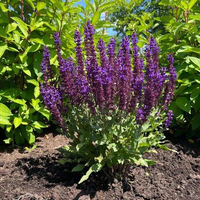 Salvia nemorosa Perpetual Purple™ PPAF