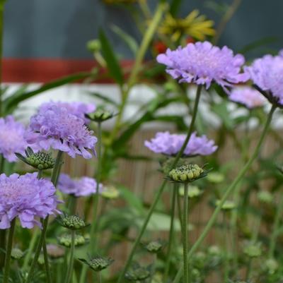 Scabiosa columbaria Flutter® Deep Blue PP28043