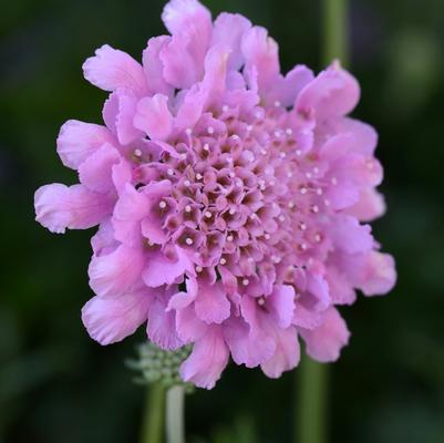 Scabiosa columbaria Flutter® Rose Pink PP27809