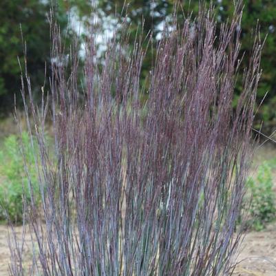 Schizachyrium scoparium Prairie Winds® Blue Paradise