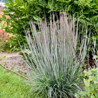 Schizachyrium scoparium Prairie Winds® Brush Strokes
