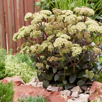Sedum Banana Split PP24772