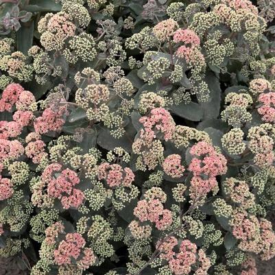 Sedum Rock 'N Grow® Coraljade